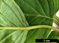 SpeciesSub: subsp. australis